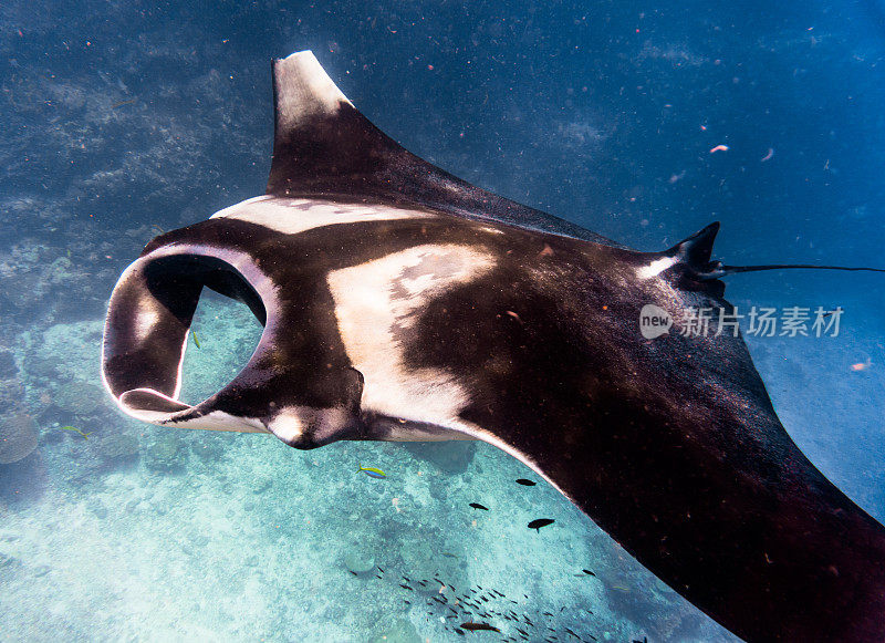 远洋蝠鲼(Manta birostris)游过清洁站。在世界自然保护联盟的红色名单中，这些优雅的动物正在成为野外罕见的景象。